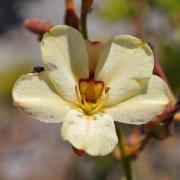 KRCA, Spring flowers